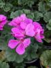 Pelargonium zonale 'Castello Tessa'