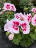 Pelargonium zonale 'Smart Splash'