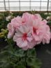 Pelargonium zonale 'Estelle'