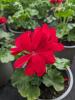 Pelargonium zonale 'Xtreme Mila'