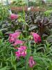 Penstemon 'Harlequin Magenta'