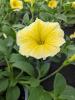 Petunia grandiflora 'Bee's Knees Yellow