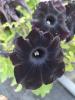 Petunia 'GO!Tunia Black'