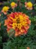 Tagetes 'Texana Special Strawberry Blonde'