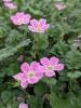 Erodium 'Bishop's Form'