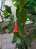 Ruellia brevifolia (stam)