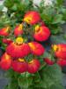 Calceolaria 'Red Orange Bicolor'