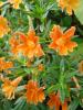 Mimulus aurantiacus