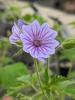 Geranium bohemicum