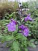 Salvia greggi 'Cool Violet'