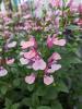 Salvia greggii 'Cuello Pink'