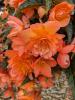 Begonia x tuberhybrida 'Belina Peach'