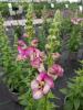 Antirrhinum 'Dazzling Lips Pink'