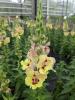 Antirrhinum 'Dazzling Lips Yellow Eye'