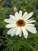 Argyranthemum frutescens 'Grandaisy Ivory Halo'