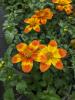 Bidens ferulifolia 'Bee Happy Orange'