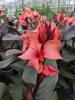 Canna indica 'Cannova Bronze Peach'