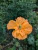 Papaver 'Flore Pleno'