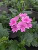 Verbena 'Venturi Pink'