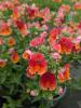 Nemesia 'Nesia Tropical'