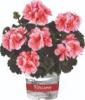 Pelargonium zonale 'Dolce Vita Milou'