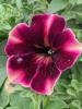 Petunia 'Blackberry Cheesecake'