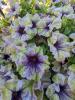 Petunia 'Amazonas Plum Cockatoo'