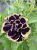 Petunia 'Mystical Midnight Gold'