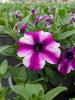 Petunia 'Rose Stardust'