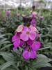 Erysimum 'leya Purple Glow'