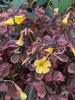 Oxalis vulcanica 'Plum Crazy'