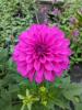 Dahlia 'Dalina Maxi Neon Lilac'