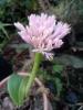 Haemanthus humilis