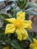 Hibbertia scandens