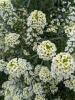 Lobularia maritima 'Lucia Lemon'