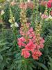 Antirrhinum majus 'Madame Butterfly Mix'