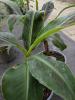 Musa 'Dwarf Cavendish'