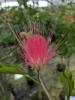 Calliandra haematocephala