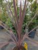 Cordyline aus. 'Red Star'