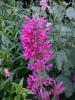 Agastache 'Heatwave'