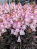 Antirrhinum majus 'Snap in Black Pink'