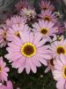 Argyranthemum frutescens 'Grandaisy Big Pink'