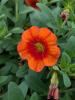 Calibrachoa "Minifamous Uno Orange'