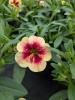 Calibrachoa 'Minifamous Neo Mango Lassi'