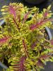 Coleus scutellaroides 'Skeletal'