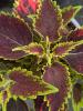 Coleus scutellaroides 'Sky Fire'
