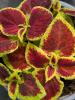 Coleus scutellaroides 'Wicket Hot'