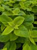 Coleus x blumei Solento Lime'