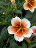 Calibrachoa 'Calitastic Cappuccino'