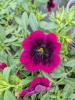 Calibrachoa 'Caliloco Dracula'